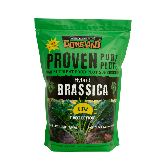 Hybrid Brassica
