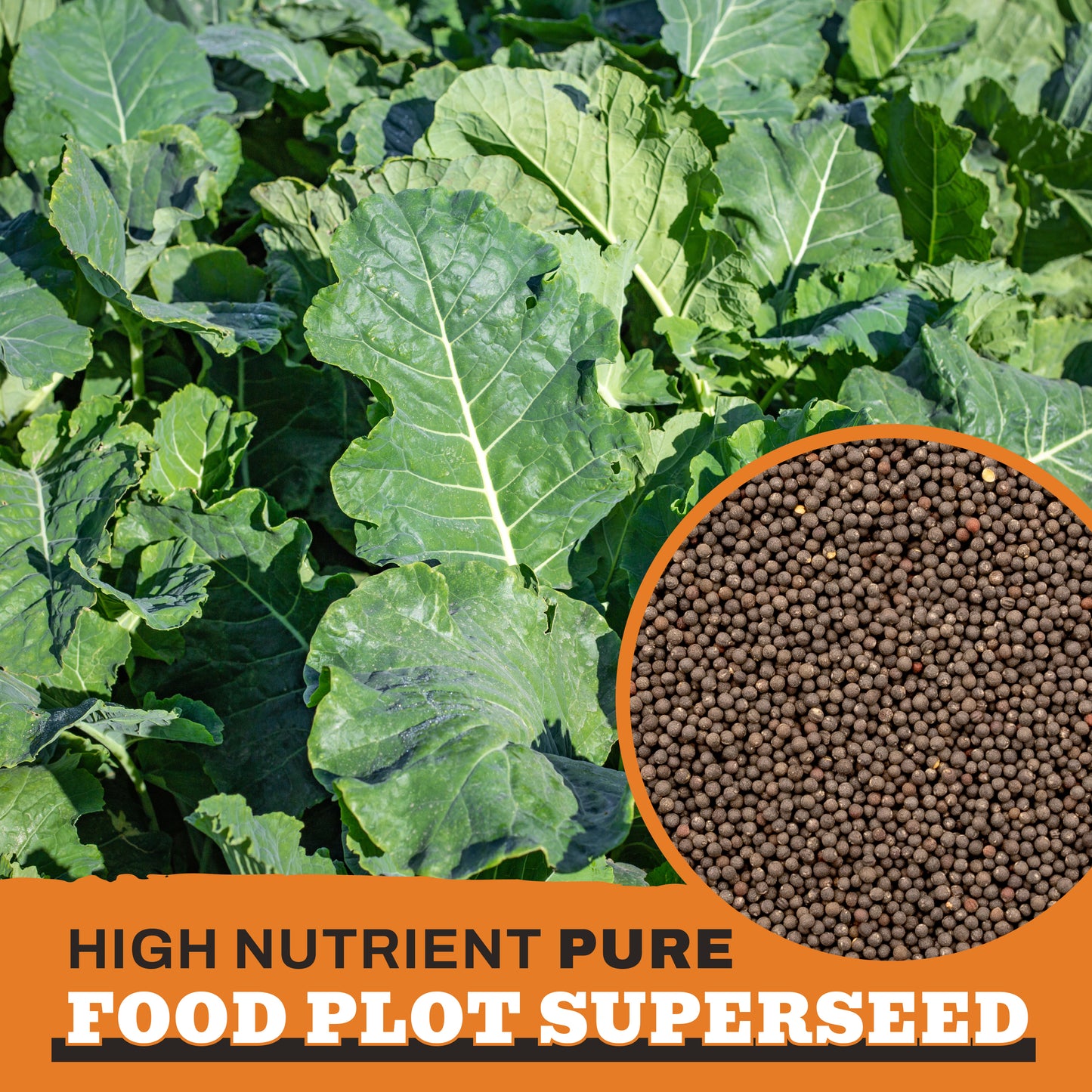 Forage Kale
