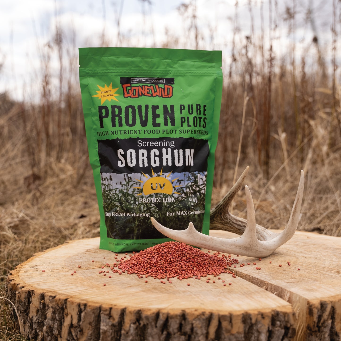 Screening Forage Sorghum