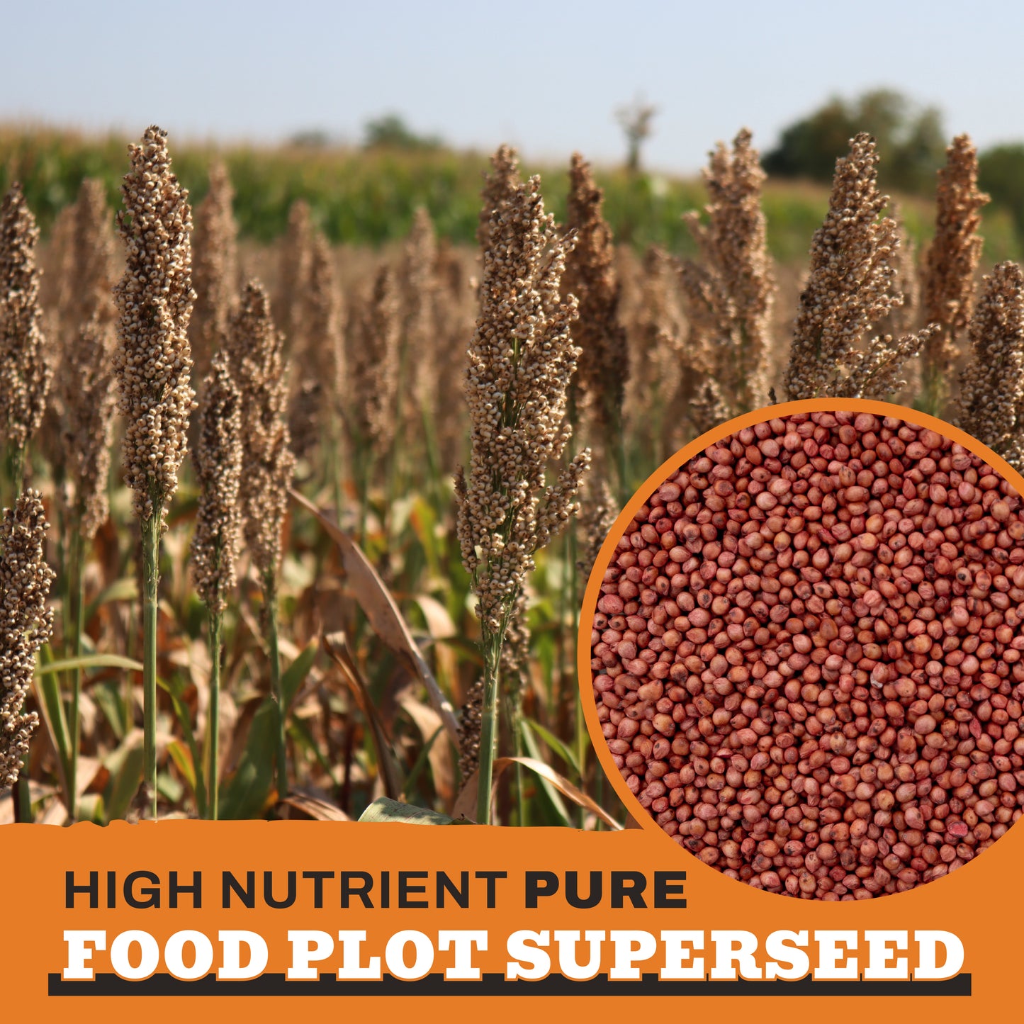 Screening Forage Sorghum