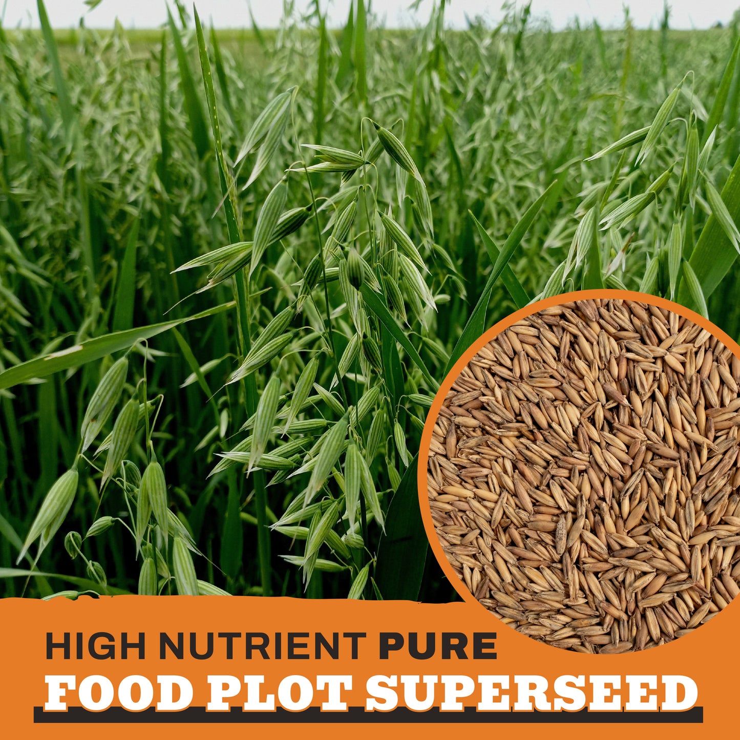 Buckin' Wild Forage Oats