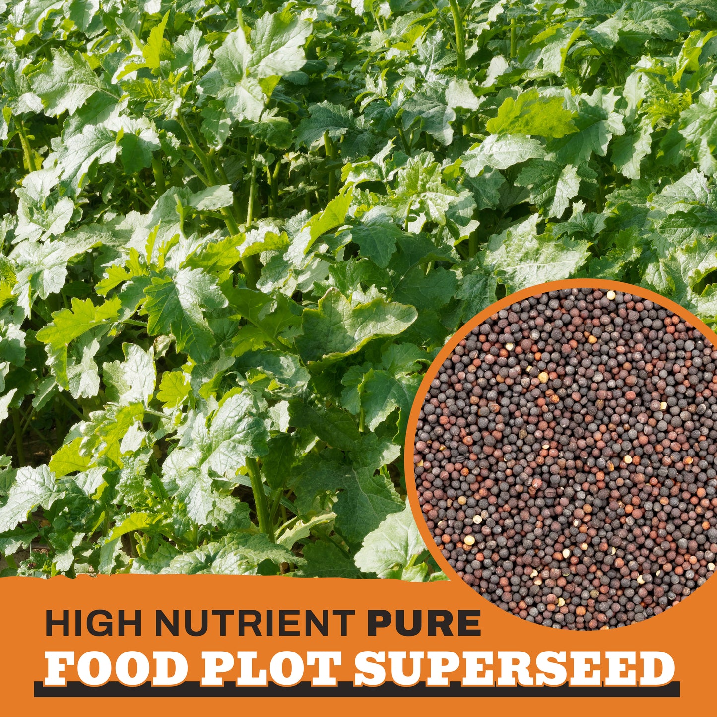 Forage Rapeseed