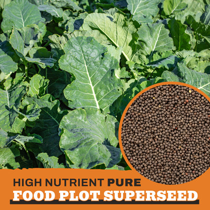Forage Kale