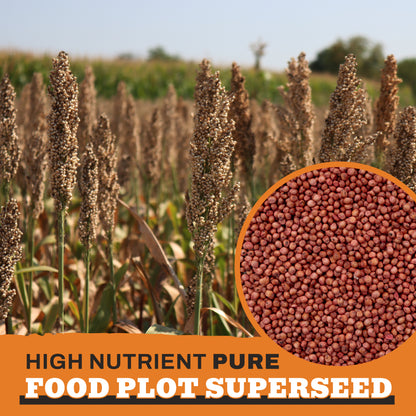 Screening Forage Sorghum