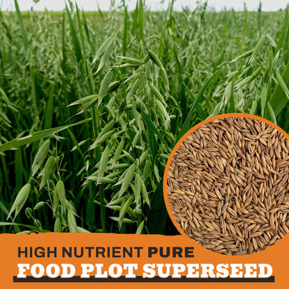 oat seeds to plant Buckin' Wild Forage Oats – Whitetail Products Gone Wild